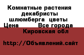 Комнатные растения, декабристы (шлюмберга) цветы › Цена ­ 300 - Все города  »    . Кировская обл.